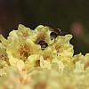 IMG 5264